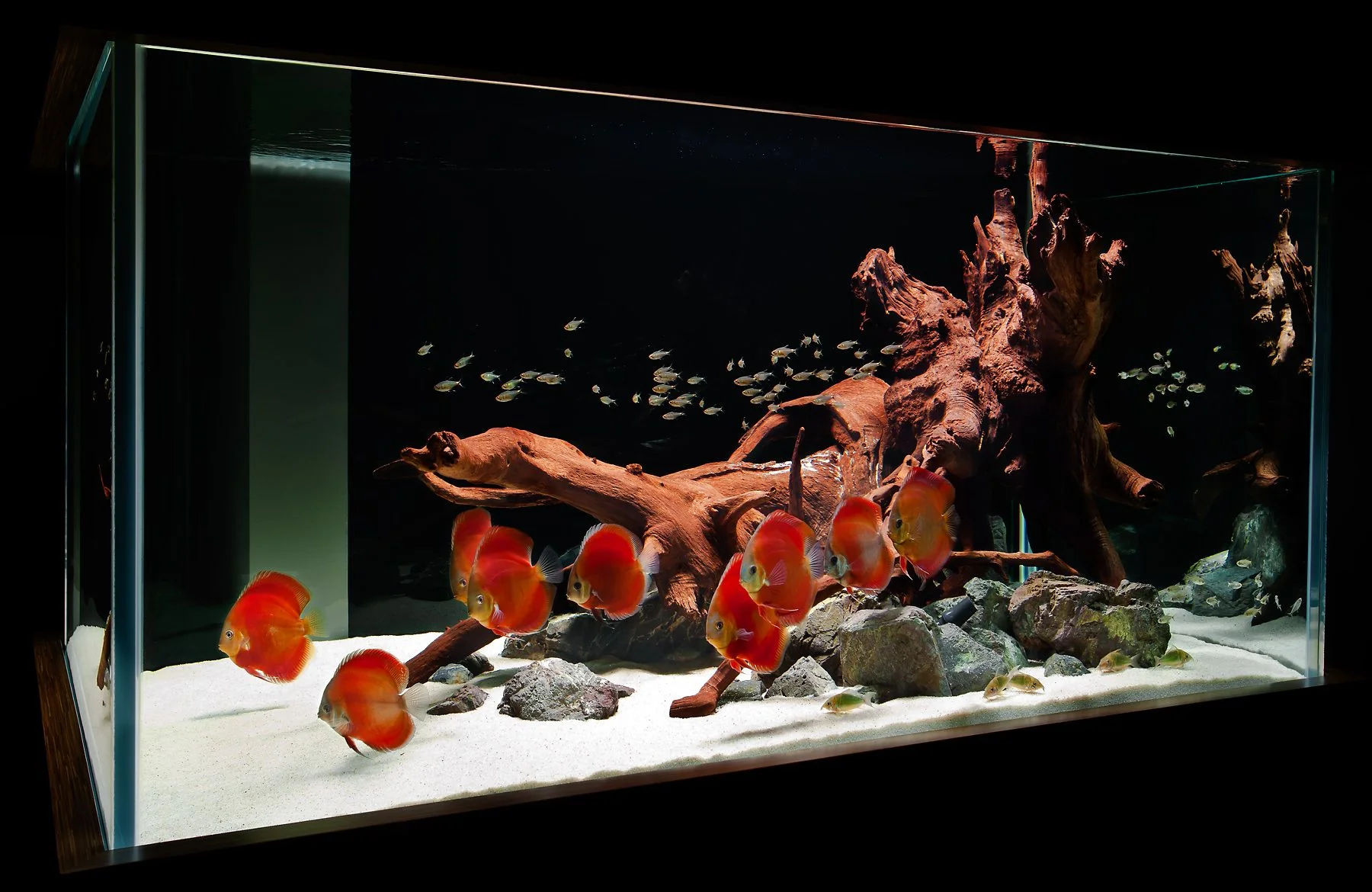 Vibrant Life for Your Aquarium